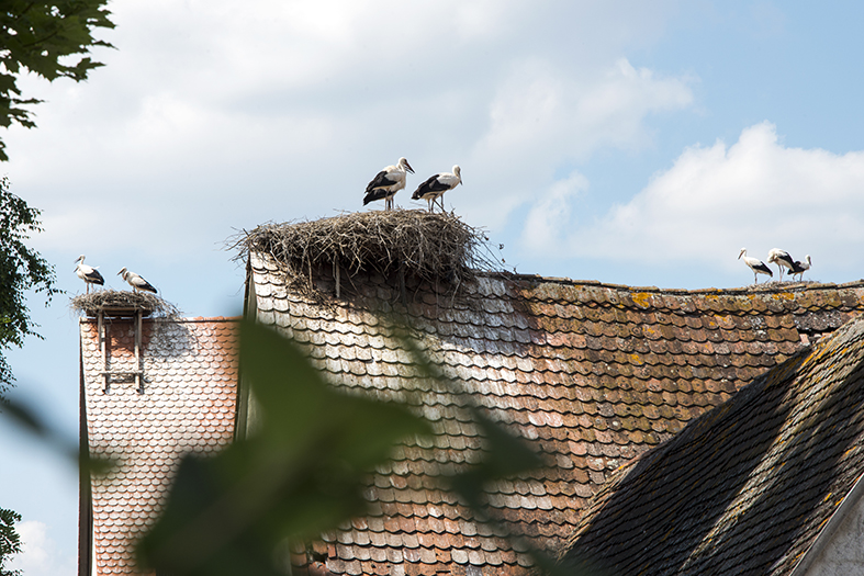 Zwei Storchennester auf alten geschwungenen Dächern mit jeweils zwei Weißstörchen
