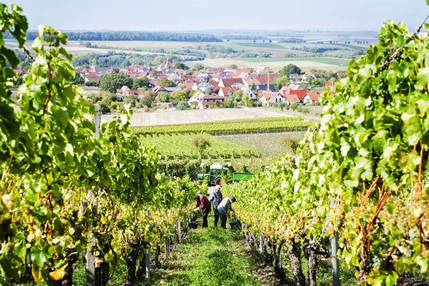 Rechts und links Weinreben, in der Mitte schaut auf erntende Menschen bergabwärts und im Hintergrund ein Ort in der Ferne