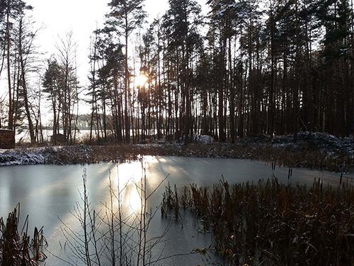 Winterstimmung an kleinem See zwischen Nadelbäumen