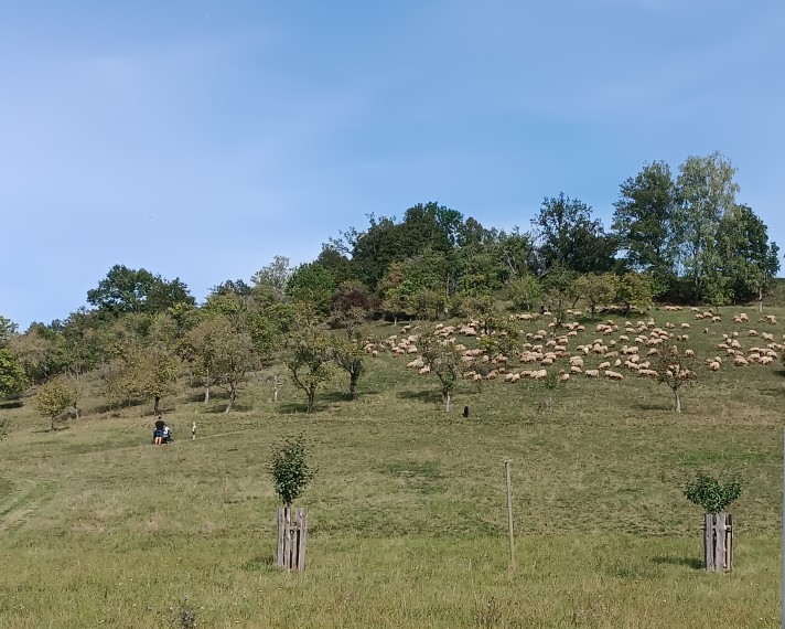 Wiese am Kolmberg, auf der viele Schaft weiden, zudem ein Schäfer mit Hund