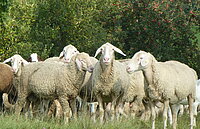 Eine Gruppe von Schafen mit heller Wolle steht auf einer grünen Wiese, im Hintergrund sind Bäume mit roten Früchten zu sehen.