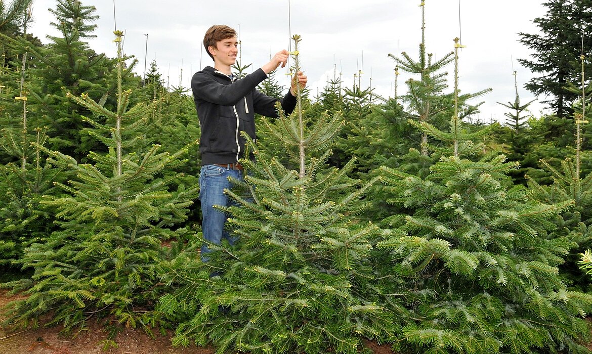 Mitten in einem gepflegten Weihnachtsbaumfeld kümmert sich eine Person liebevoll um die Spitze eines jungen Baumes – ein stimmungsvolles Bild für nachhaltige Forstwirtschaft und die Vorfreude auf die festliche Saison. Hier wird Tradition mit Sorgfalt kultiviert.