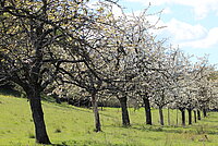 Blühende Obstbäume