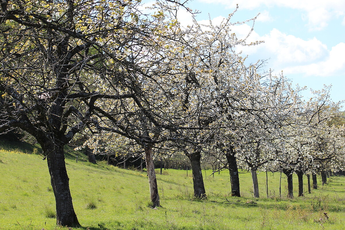Blühende Obstbäume