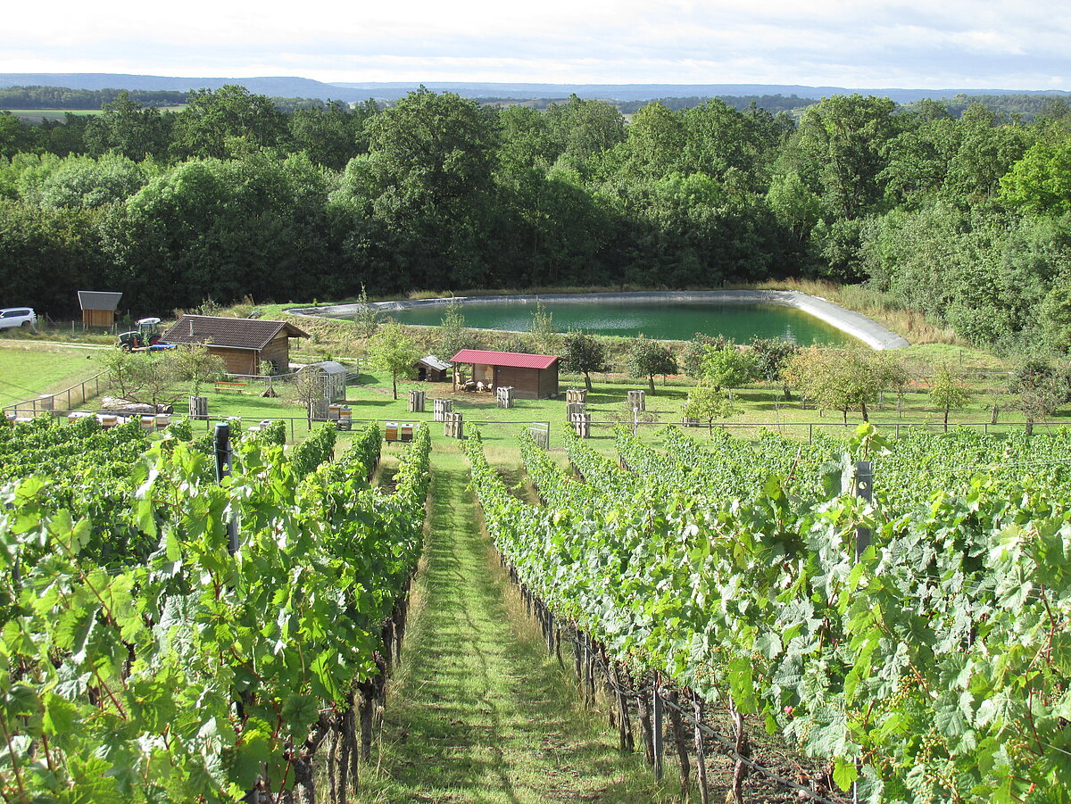 Blick von Weinberg auf Wasserrückhaltebecken