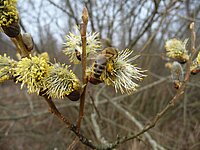 Nahaufnahme einer Biene beim Sammeln von Pollen auf einer blühenden Weidenkätzchen – deutlich sichtbar sind Flügel und gestreifter Hinterleib, umgeben von gelben und weißen Blüten vor kahlen Zweigen und bedecktem Himmel.