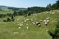 Eine ruhige ländliche Landschaft mit einer Schafherde, die auf einem grasbewachsenen Hügel weidet, umgeben von Bäumen und Feldern.