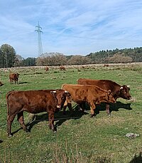 Drei Rinder auf einer Weidefläche