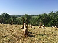 Schafe grasen auf einer Wiese mit jungen, geschützten Bäumen vor hügeliger Landschaft.