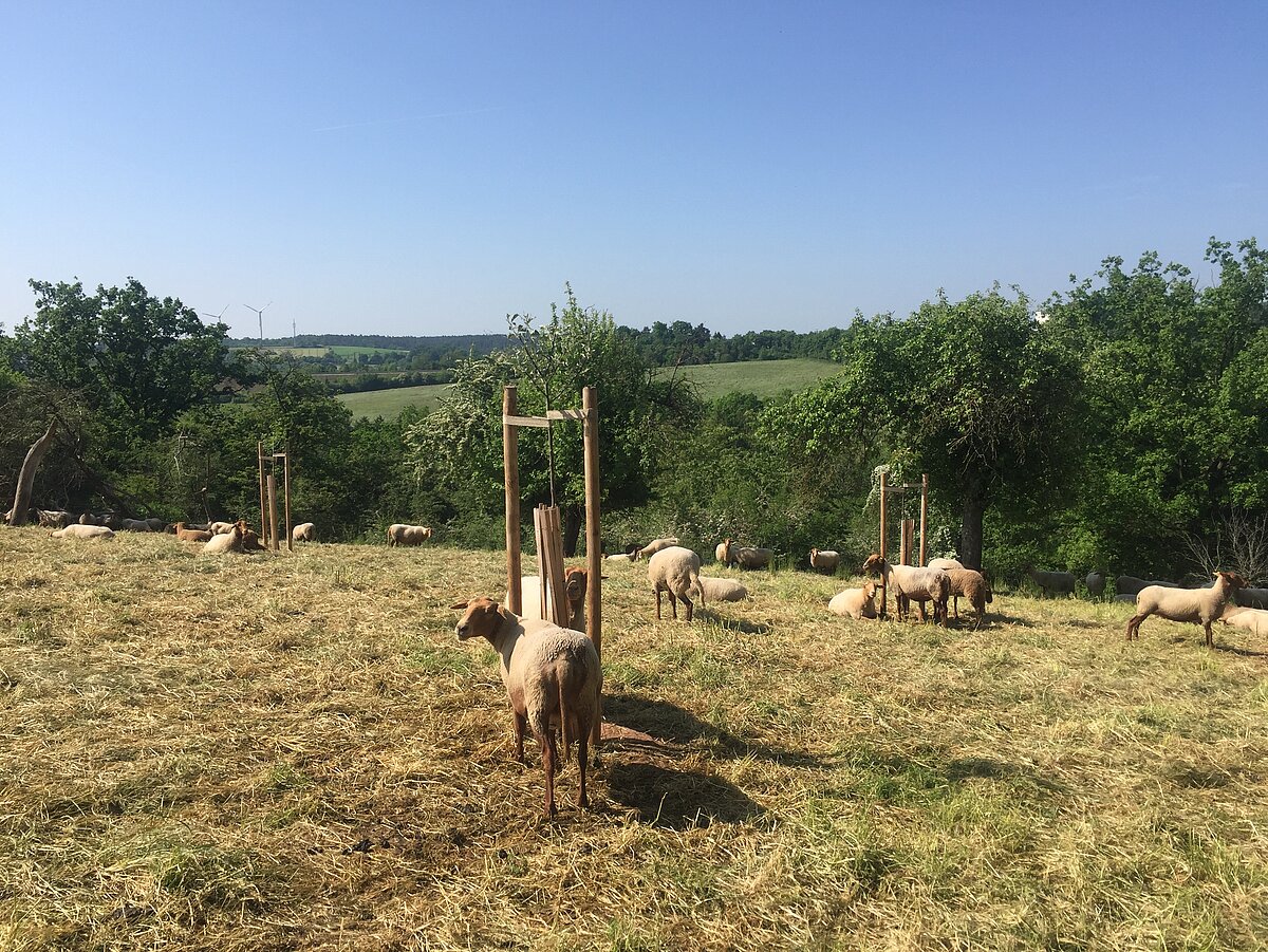 Schafe grasen auf einer Wiese mit jungen, geschützten Bäumen vor hügeliger Landschaft.
