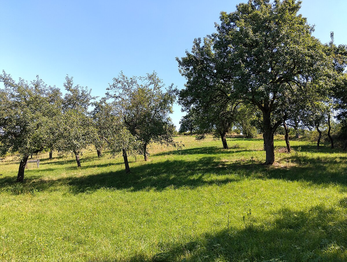 Streuobwäldchen im Sommer.