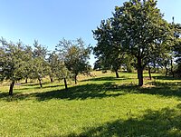 Streuobwäldchen im Sommer.