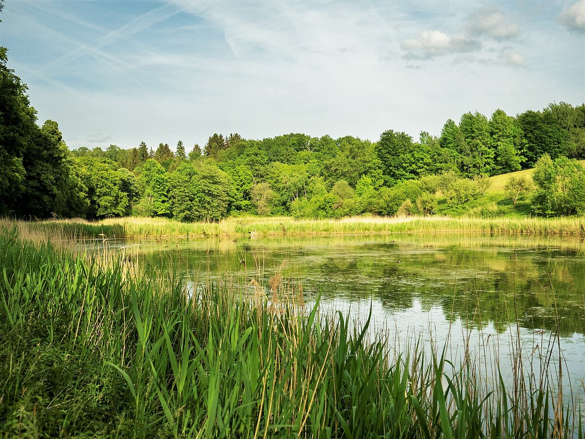Teich im Steigerwald