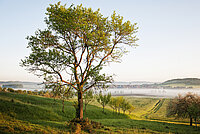 Blick auf Krautostheim