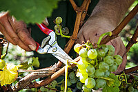 Weinlese in Bullenheim