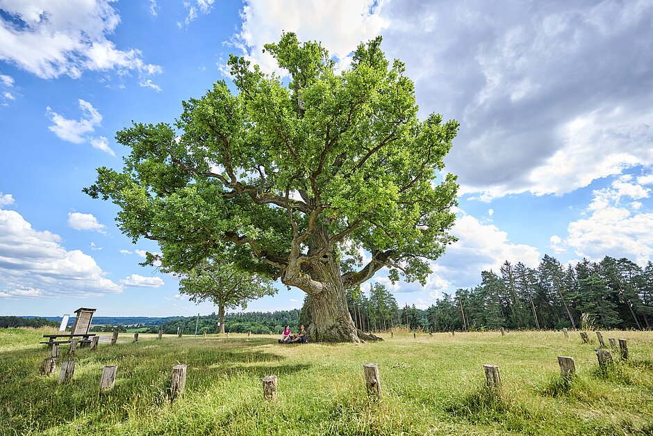 ©Florian Trykowski Eine Kreuzeiche steht in der Natur umgeben von einer grünen Wiese.