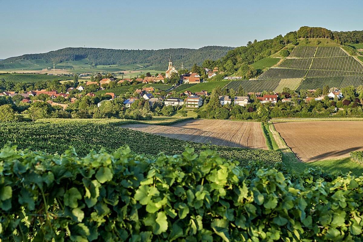 Panorama einer ländlichen Hügellandschaft mit Weinbergen, Feldern und einem Dorf mit Kirche im Zentrum, eingerahmt von grüner Vegetation im Vordergrund.