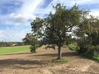 Ländliche Szene mit Apfelbaum im Vordergrund, reifen Früchten am Baum und auf dem Boden, dahinter Felder und Bäume unter teils bewölktem Himmel – deutet auf Herbst und Erntezeit.