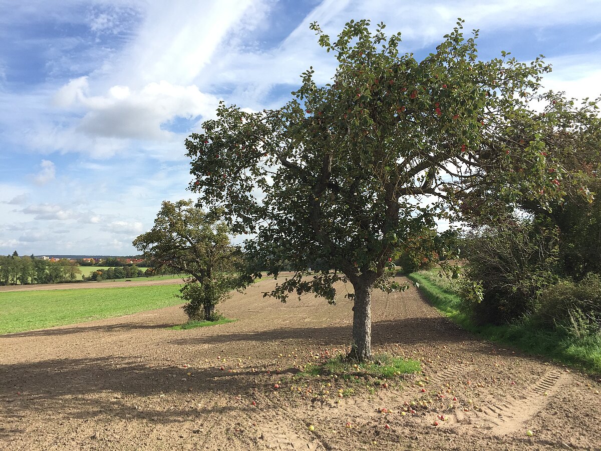 Ländliche Szene mit Apfelbaum im Vordergrund, reifen Früchten am Baum und auf dem Boden, dahinter Felder und Bäume unter teils bewölktem Himmel – deutet auf Herbst und Erntezeit.