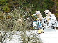 dire Personen in Schutzanzügen auf einer Leiter beim Absaugen der Hornissen