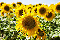 Gelb leuchtende große Sonnenblumen in einem Feld 