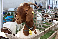 Braun-weiße Ziege mit gelbem Ohr- und Halsanhänger „36“ steht in Holzgehege mit grünem Halsband; im Hintergrund weitere Ziegen und Personen bei landwirtschaftlicher Ausstellung.