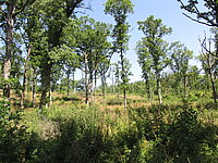 Ein Waldgebiet mit locker stehenden Laubbäumen, grünem Unterwuchs und klarem Himmel. Sonnenlicht fällt auf Gras und Büsche, die Szene wirkt ruhig und naturbelassen.