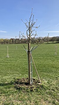 Junger Baum mit Metallstreben und Holzpfahl gesichert, daneben ein Spaten – im Hintergrund weitere frisch gepflanzte Bäume auf einer Wiese unter klarem Himmel, deutet auf ein Aufforstungs- oder Landschaftspflegeprojekt.