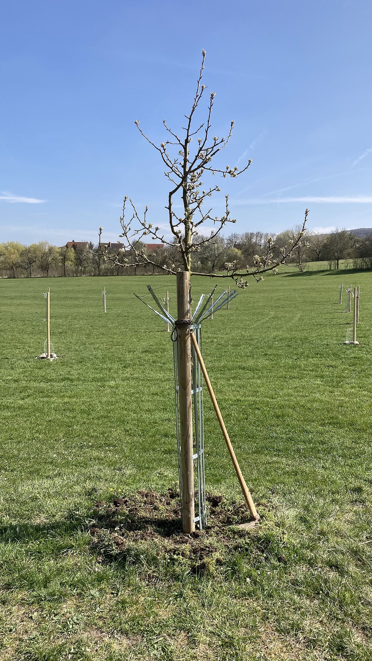 Junger Baum mit Metallstreben und Holzpfahl gesichert, daneben ein Spaten – im Hintergrund weitere frisch gepflanzte Bäume auf einer Wiese unter klarem Himmel, deutet auf ein Aufforstungs- oder Landschaftspflegeprojekt.