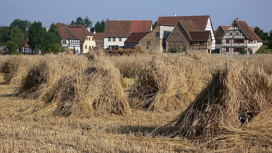 Fachwerkhäuserin der Ferne und vorne ein Acker mit Stroh zu Kegeln aufgetürmt