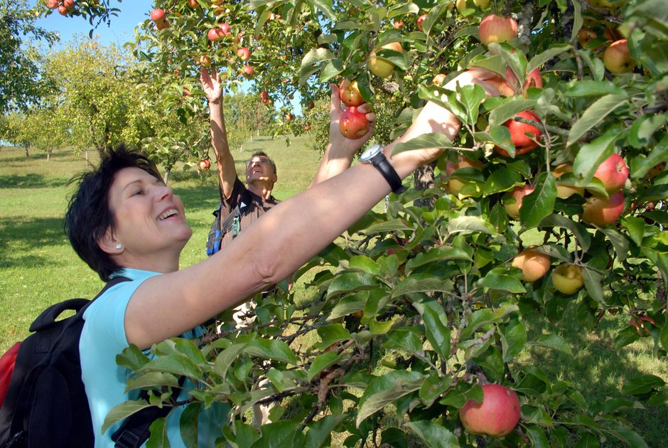 Eine junge Frau pflückt einen Apfel von einem Apfelbaum.