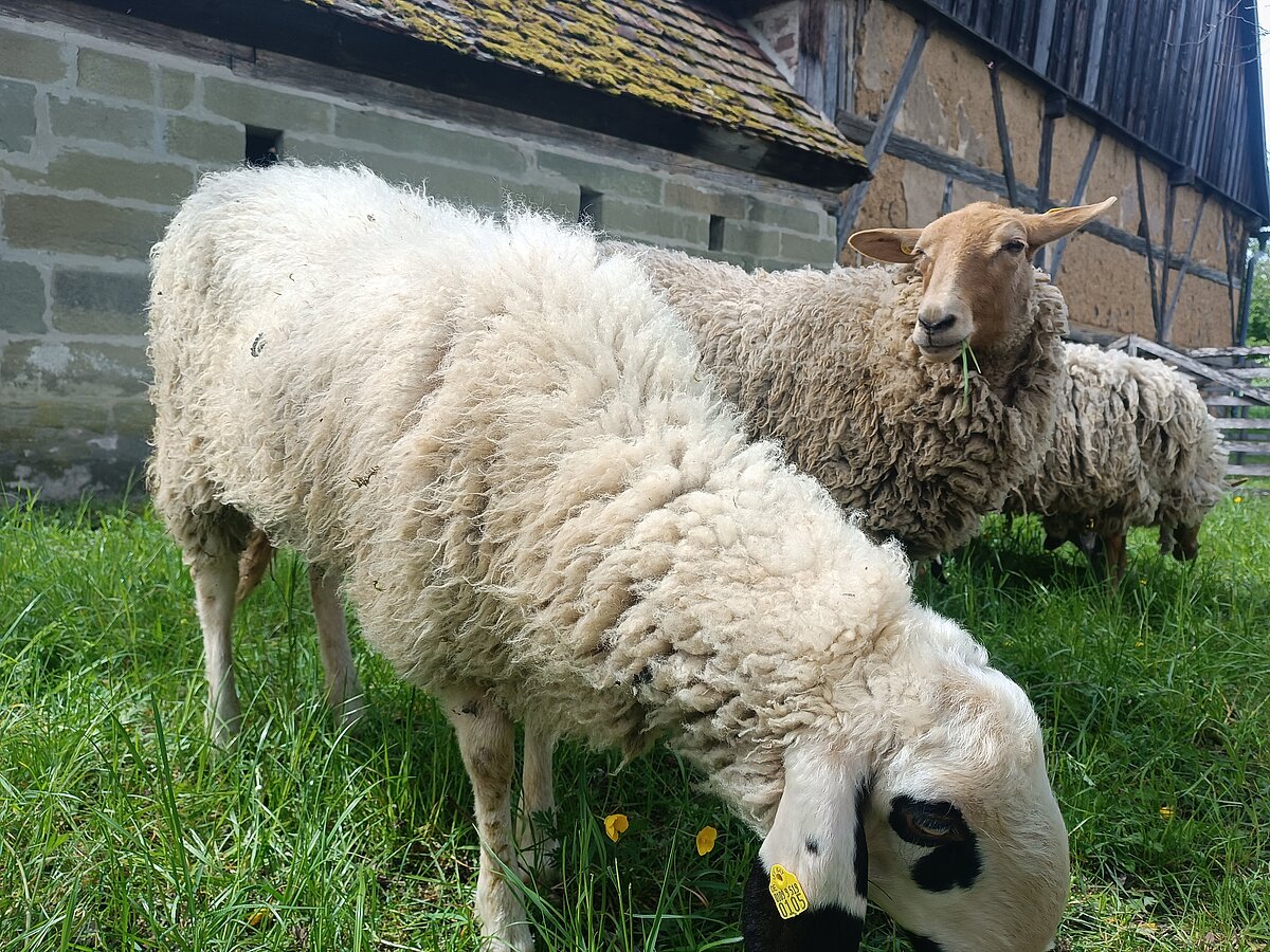 Schafe vor der Schur