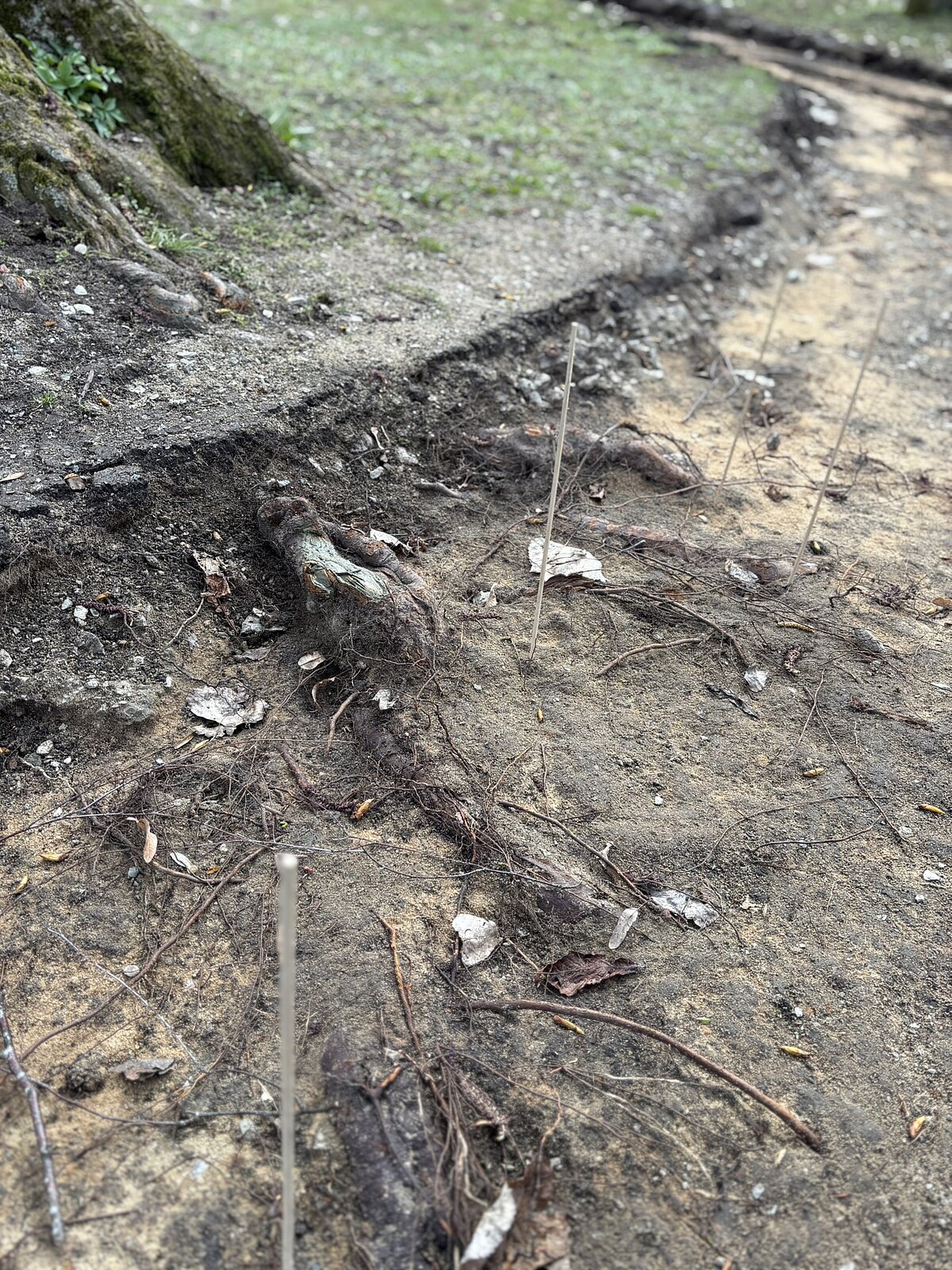 Markierung der Wurzeln im Wegekoffer (Bild: Bayerische Landesgartenschau Bad Windsheim 2027 GmbH)