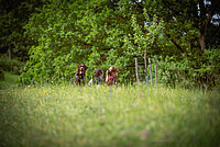 Zwei Personen sitzen auf einer Wiese, daneben ein Hund, alles ist sehr grün und im Hintergrund ein buschiger Baum 