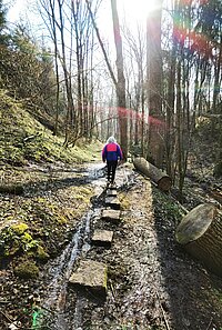 Person mit weißem Haar und bunter Jacke wandert auf matschigem Waldpfad – flache Steine dienen als Trittfläche durch feuchtes Gelände, Sonnenstrahlen brechen durch hohe Bäume und erzeugen Lichtreflexe, Szene vermittelt ruhige Naturverbundenheit und Bewegung in ursprünglicher Umgebung.