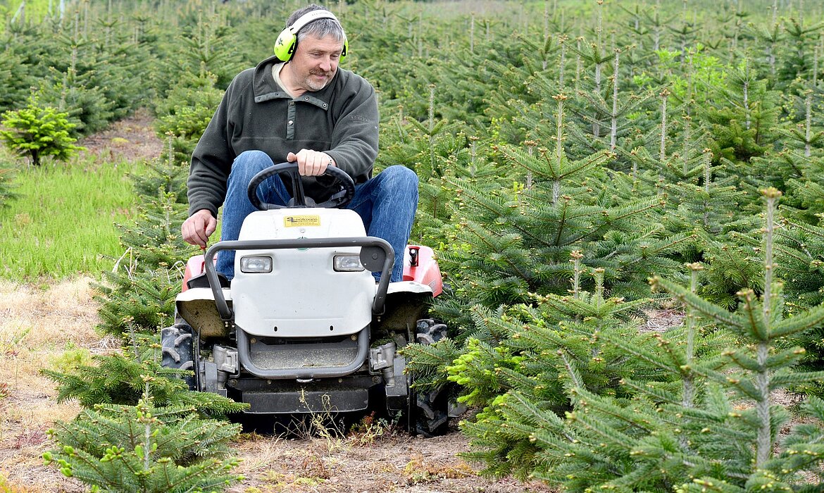 Zwischen jungen Weihnachtsbäumen fährt eine Person mit Gehörschutz auf einem kleinen Rasenmäher – sorgfältige Pflege für gesunde Baumentwicklung und ein gepflegtes Erscheinungsbild der Plantage. Ein Blick hinter die Kulissen nachhaltiger Baumzucht.