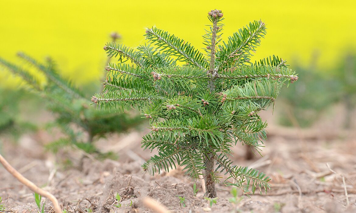 Ein junger Nadelbaum wächst auf trockenem Boden vor einem leuchtend gelben Blütenfeld – ein starkes Bild für Wiederaufforstung, Artenvielfalt und den Kontrast zwischen Kulturlandschaft und natürlicher Regeneration.