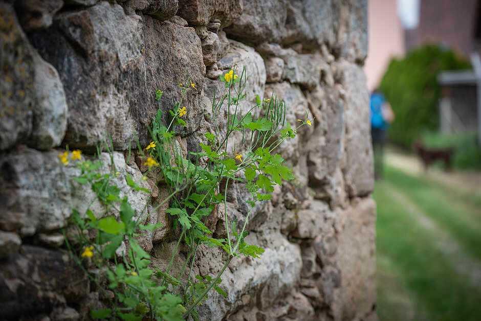 Grau Steinmauer mit grünen Pflanze und gelben Blüten welche an einem Weg vorbeiführt