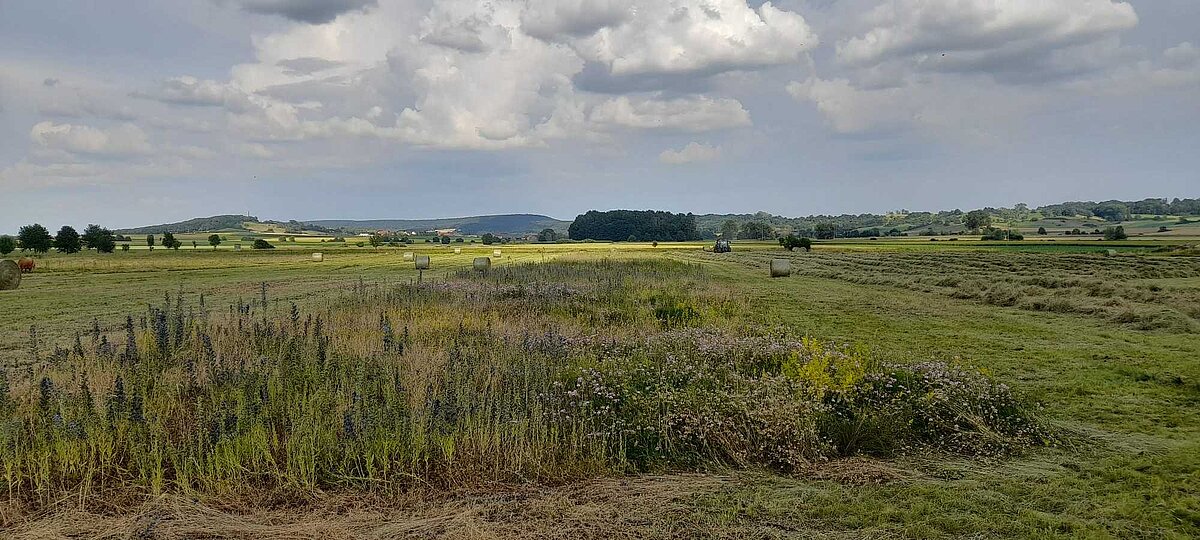 Grüne Wiesenlandschaft mit gemähten Flächen, mehreren Rundballen und einem Streifen aus Wildblumen und Gräsern, im Hintergrund sanfte Hügel und Baumgruppen unter einem bewölkten Himmel.