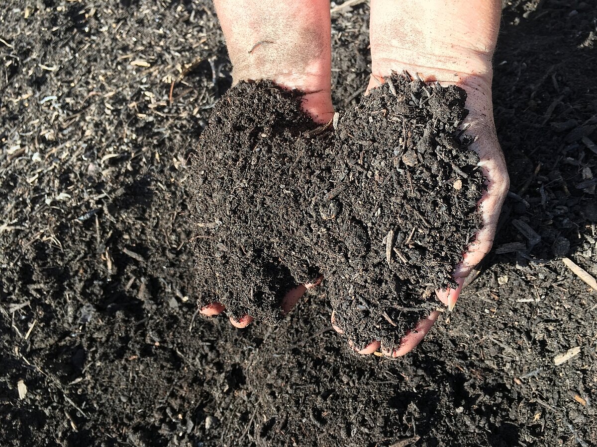 Zwei Hände graben in Komposterde