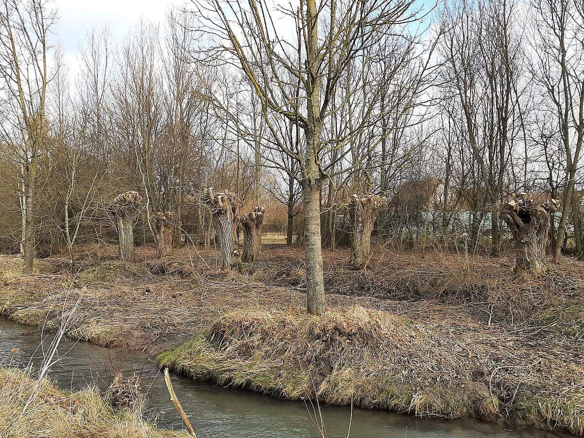 mehrere geschnittene Kopfweiden