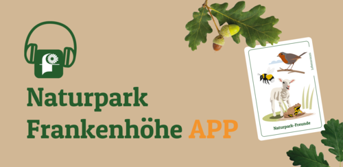 Werbegrafik zur „Naturpark Frankenhöhe APP“ – linke Seite zeigt grünes Kopfhörersymbol mit stilisierter Blüte, daneben Schriftzug mit orange hervorgehobenem „APP“, rechte Seite illustriert Spielkarte „Naturpark-Freunde“ mit Tieren und Pflanzen, darüber Eichenblätter und Eicheln, Szene verbindet digitale Naturerfahrung mit spielerischer Wissensvermittlung.