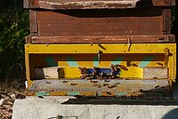 Einflugöffnung in einen Bienenstock