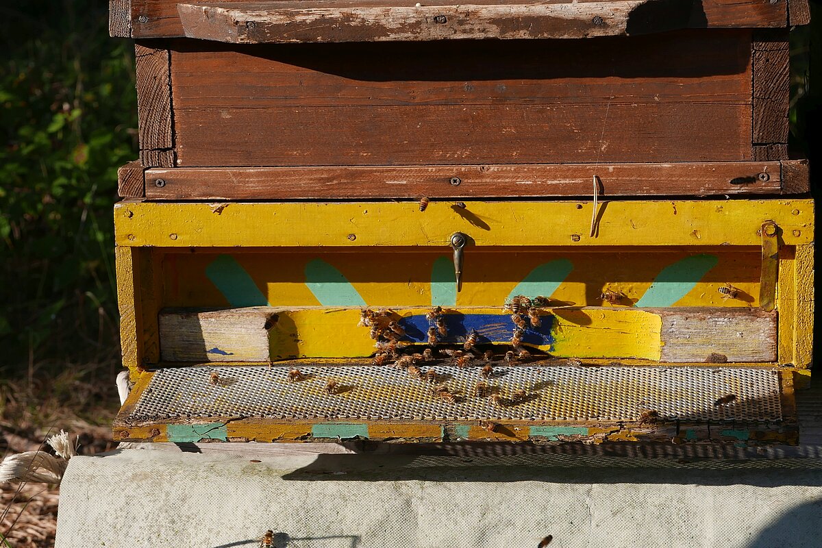 Einflugöffnung eines Bienenstocks