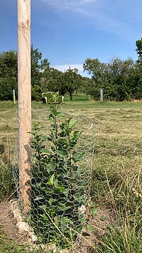 Kleiner Apfelbaum im Freien, geschützt mit Draht