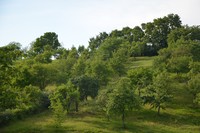 Hang mit Streuobstbäumen bei Burgbernheim.