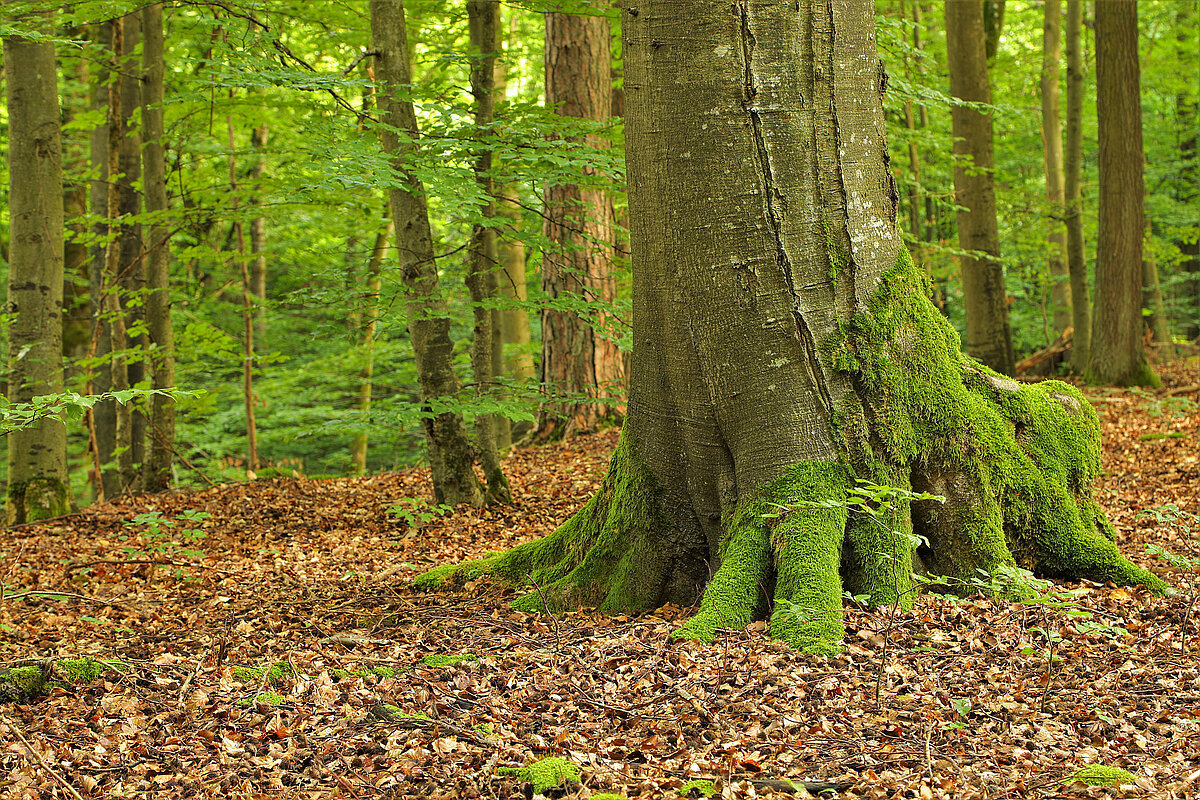 Buchenwald im Naturpark Steigerwald 