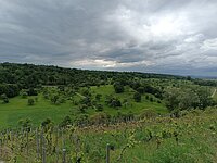 Panoramablick auf Landschaft mit Weinbergen