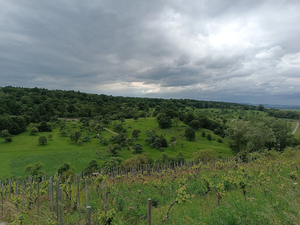 Panoramablick auf Landschaft mit Weinbergen