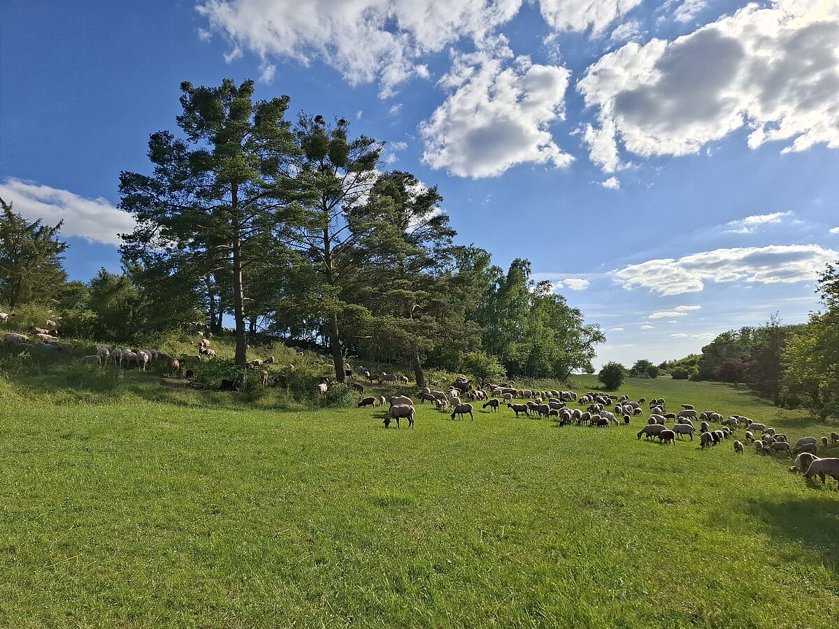 Grüne Wiese mit einer großen Schafherde, mehreren Bäumen im Hintergrund und einem leicht bewaldeten Hügel, darüber blauer Himmel mit weißen Wolken.